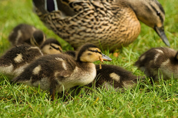 Adorable yellow-brown Mallard duckling with food flowing from its beak as it feeds with other ducklings and a parent in the background.