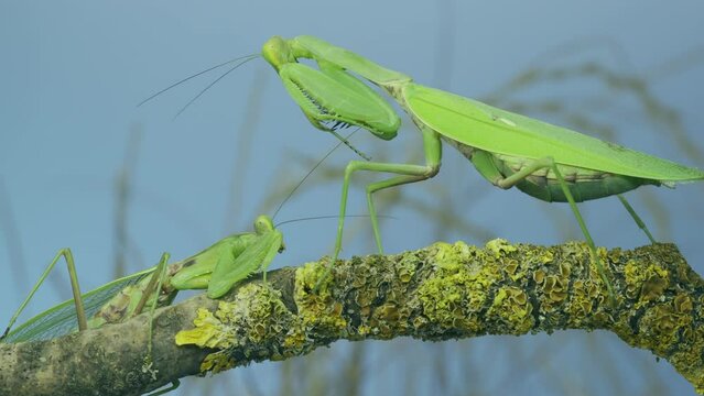 Slow motion, Sexual cannibalism, Close-up of large female green praying mantis eats male after mating on tree branch covered with lichen. Transcaucasian tree mantis (Hierodula transcaucasica). 