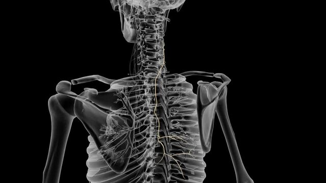 The phrenic nerve controls your diaphragm .