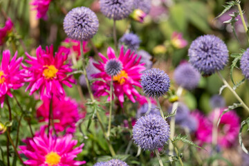 Stunning, colourful mixed flower borders at Wisley Garden, Surrey UK. The extensive flower beds have mainly perennial plants growing in them.