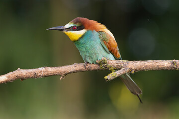 European bee-eater - Merops apiaster perched at light green background. Photo from Kisújszállás in Hungary.