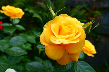 goldgelbe Rosenblüte