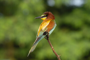 European bee-eater - Merops apiaster perched at light green background. Photo from Kisújszállás in Hungary.	