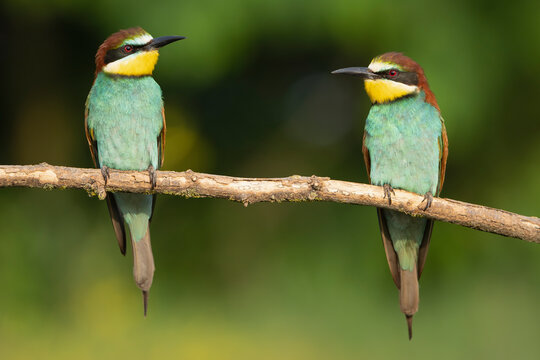 Two european bee-eaters - Merops apiaster perched at light green background. Photo from Kisújszállás in Hungary.