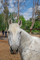 white horse in a farm