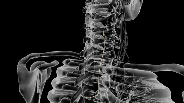 Left recurrent laryngeal nerve 3d medical