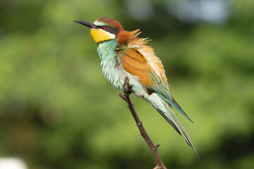European bee-eater - Merops apiaster perched at light green background with raised feathers. Photo from Kisújszállás in Hungary.