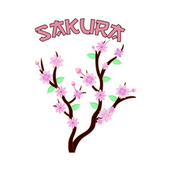 sakura flower vector