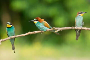 Three european bee-eaters - Merops apiaster perched at light green background. Photo from Kisújszállás in Hungary.