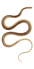 Exotic Venomous Snake Scientific Illustration Botanical Fauna And Flora Reptile 