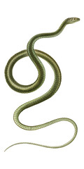 Vintage Green Snake Scientific Illustration Jungle Serpent Predator Animal Exotic Fauna And Flora Tropical Botanical Graphic 