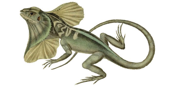 Frill Necked Lizard Retro Botanical Illustration Fauna And Flora Tropical Reptile Bearded Dragon