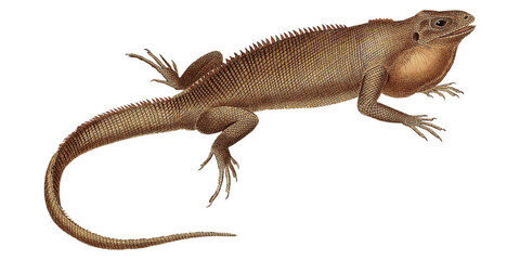 Fototapeta premium Tropical Treasures: Vintage Iguana Pet Tropical Scientific Illustration Fauna And Flora Lizard