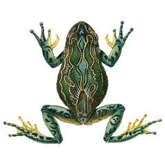 Tropical Green Frog Scientific Illustration Exotic Amphibian Botanical Design Fauna And Flora Rainforest