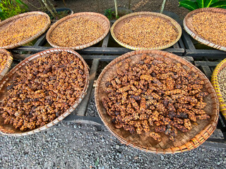 Large piles of unwashed coffee beans collected in woven bamboo containers from civet droppings. The process of making civet coffee or 