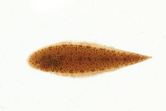 Freshwater River Tongue sole Cynoglossus feldmanni) in white background