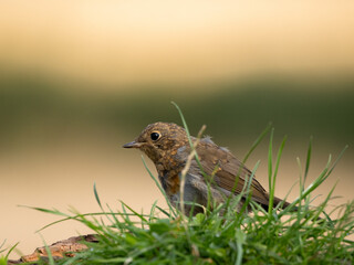 juvenile robin portrait