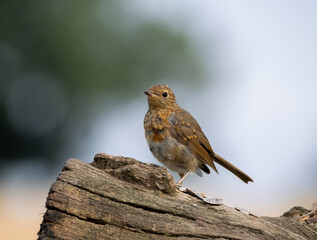 juvenile robin portrait