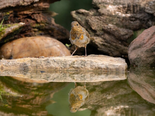 juvenile robin