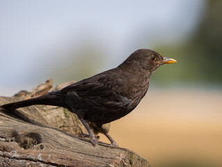 blackbird portrait