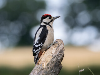 woodpecker portrait