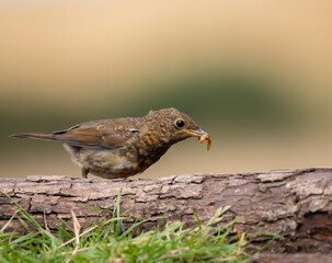 juvenile robin eating