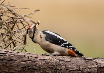 woodpecker eating worms