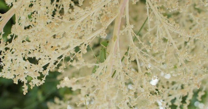 The Tiny World of a Praying Mantis: Exploring Nature's Masterpiece in Macro. High quality 4k footage