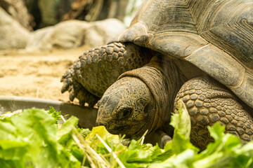 Seychellois giant tortoise eating leaves, close-up head.