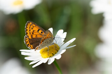  Brauner Feuerfalter, Lycaena tityrus