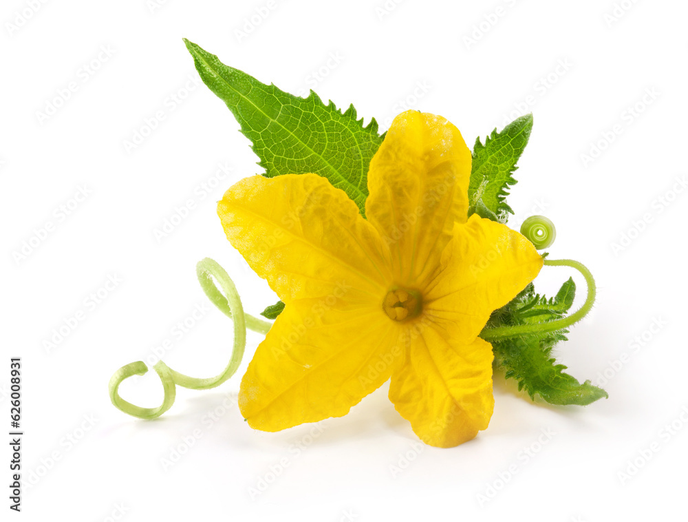 Poster cucumber flower with сreeping spiral tendril on isolated on white