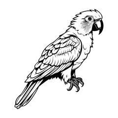 Parrots silhouette, Parrots mascot logo, Parrots Black and White Animal Symbol Design, Bird icon.