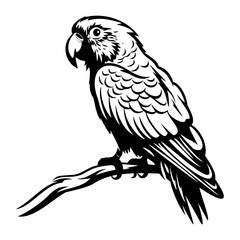 Parrots silhouette, Parrots mascot logo, Parrots Black and White Animal Symbol Design, Bird icon.