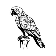 Parrots silhouette, Parrots mascot logo, Parrots Black and White Animal Symbol Design, Bird icon.