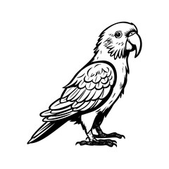 Naklejka premium Parrots silhouette, Parrots mascot logo, Parrots Black and White Animal Symbol Design, Bird icon.