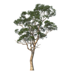 Eucalyptus camaldulensis, the river red gum, river red gum, light for daylight, easy to use, 3d render, isolated, tree isolated on white background
