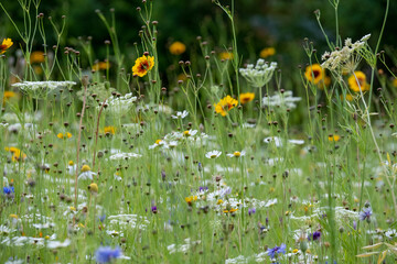 Wide variety of colourful wild flowers including corn marigold and cornflowers growing in the grass at Wisley garden, Surrey, UK. 