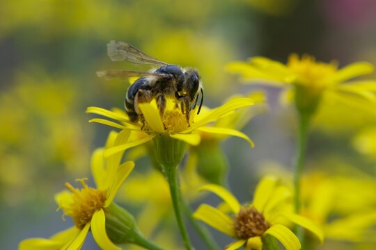 L'abeille butine