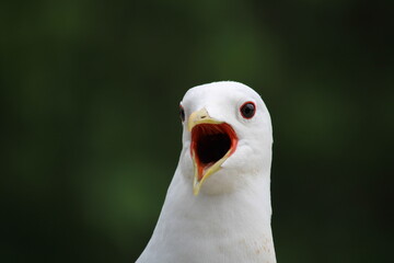 Close-up of a common gull with its mouth open. 