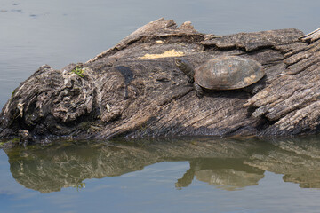 Fototapeta na wymiar Western Pond Turtle