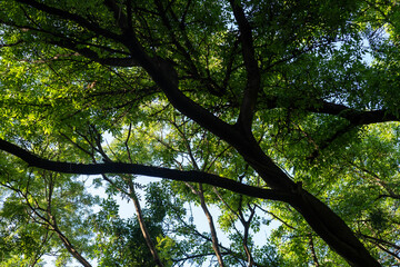 Tree tops in the forest 