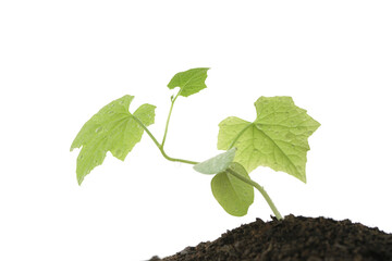 Luffa acutangula sprout plant growing