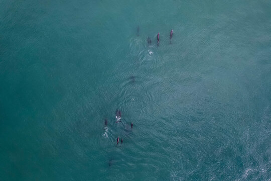 Aerial View of beautiful view of the pod of dolphins swimming free in Costa Rica