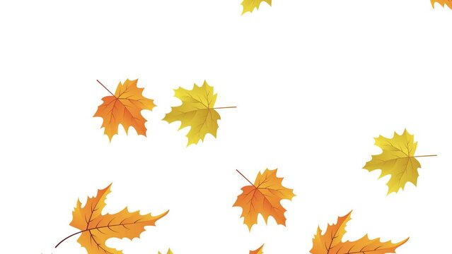 Autumn leaves falling motion animation of diagonally, colorful maple leaves silhouette falling, Falling real autumn leaves looping.