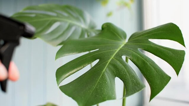 Care a large green house palm. The leaf of the plant is wiped from dust with a yellow cloth