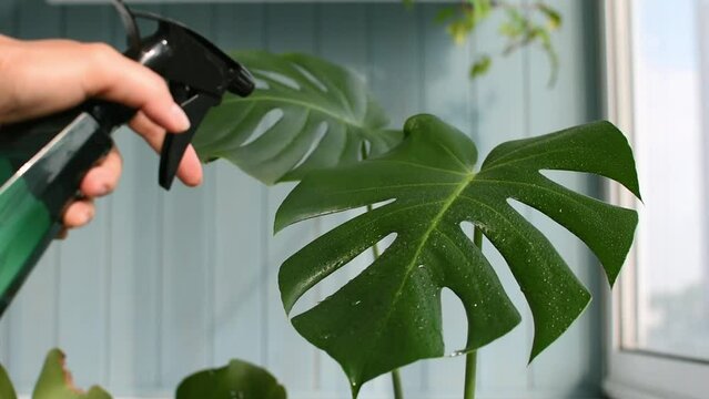 Praying a monstera with pure water from a spray bottle. Care and watering of a house palm. Water drobs on leafs