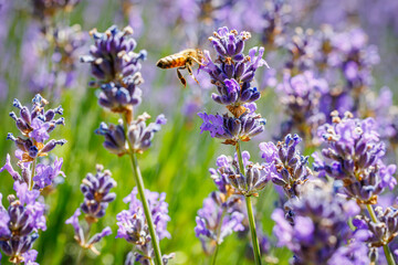 Honeybee flying in blossoming lavender field. Summer landscape with blue lavender flowers.