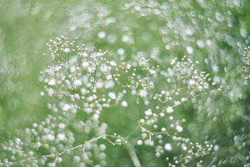 abstract floral background with white flower on blurred grass background © Екатерина Володина