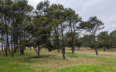 Wooded Dunes