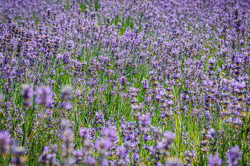 Naklejka premium Beautiful flowering lavender field. Summer landscape with blue lavender flowers.